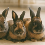 自動給餌器 徹底レビュー｜犬・猫・うさぎ対応！1,870円で留守中も安心のタイマー式ペットフィーダー